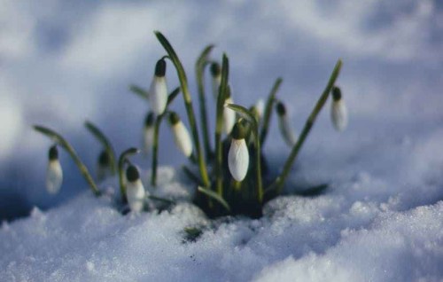 snow ice winter cold