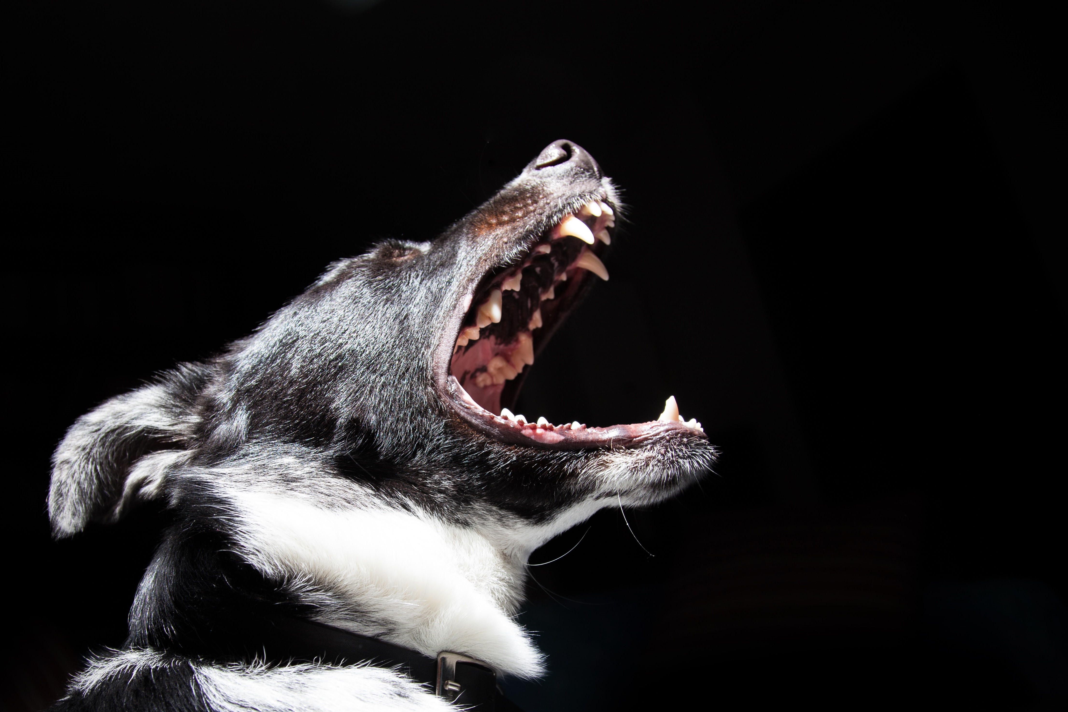 animal-bark-black-wallpaper-2238 (2)