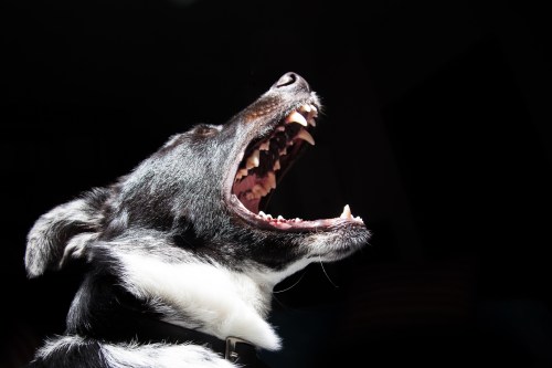 animal-bark-black-wallpaper-2238 (2)